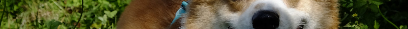 The Wonderful World of Pets